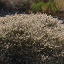 Image of Heermann's buckwheat