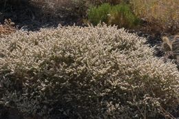 Imagem de Eriogonum heermannii var. humilius (S. Stokes) Reveal