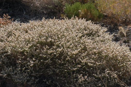 Image of Heermann's buckwheat