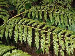 Image of Hawaii Potato Fern