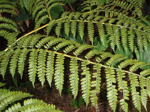 Image of Hawaii Potato Fern