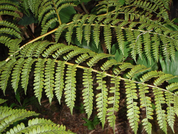 Image of Hawaii Potato Fern