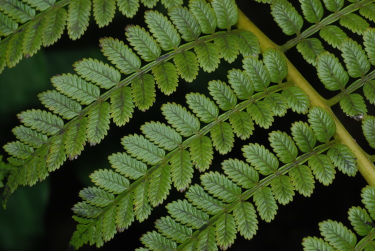 Plancia ëd Marattia douglasii (Presl) Bak.