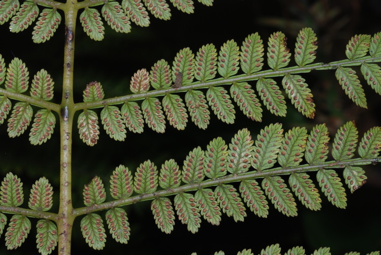 Image de Marattia douglasii (Presl) Bak.