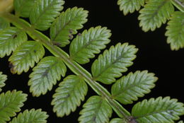 Image of Hawaii Potato Fern