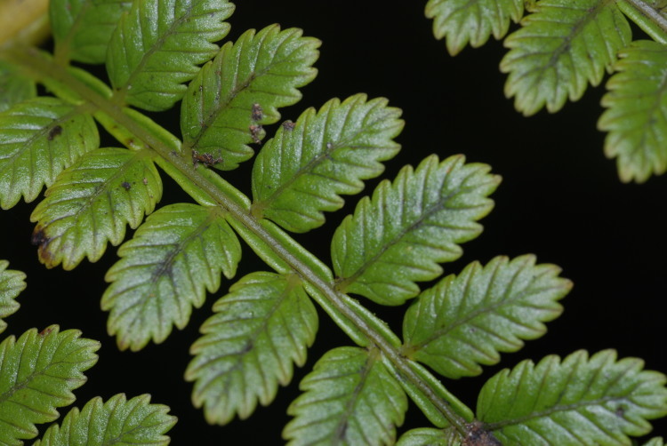 Plancia ëd Marattia douglasii (Presl) Bak.