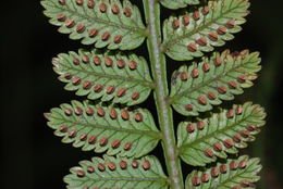 Image of Hawaii Potato Fern