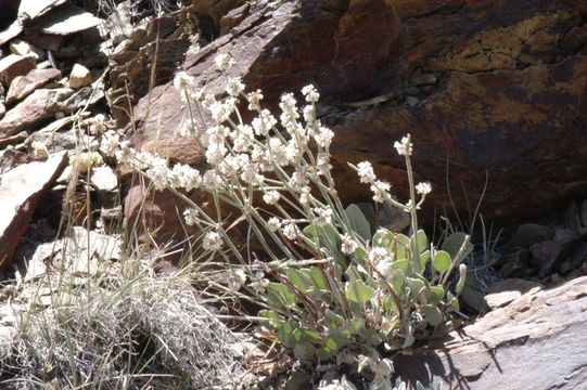 Imagem de Eriogonum rupinum Reveal