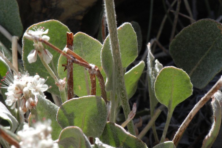 Imagem de Eriogonum rupinum Reveal