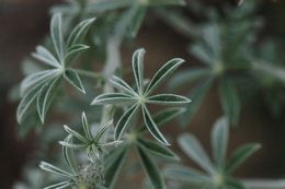 Image of broadleaf lupine