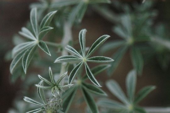 Image of broadleaf lupine