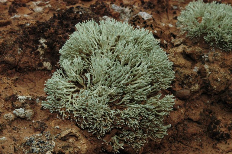 Image of <i>Niebla dactylifera</i>