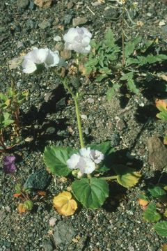 Image of calthaleaf phacelia