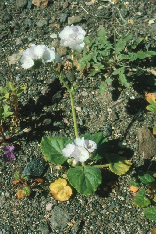 Phacelia calthifolia Brand resmi