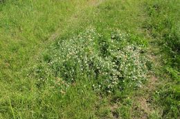 Trifolium eriocephalum Torr. & A. Gray resmi