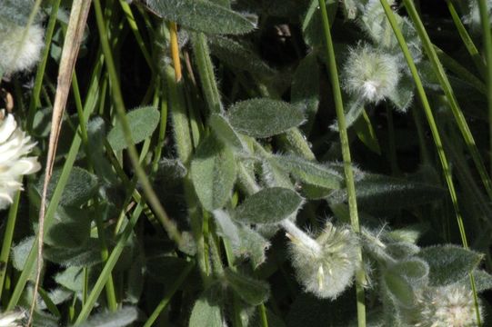 Imagem de Trifolium eriocephalum Torr. & A. Gray