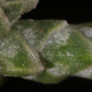 Image of <i>Hesperocyparis <i>abramsiana</i></i> var. abramsiana