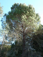 Plancia ëd Pinus pinea L.