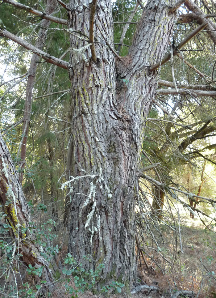 Image of Italian Stone Pine