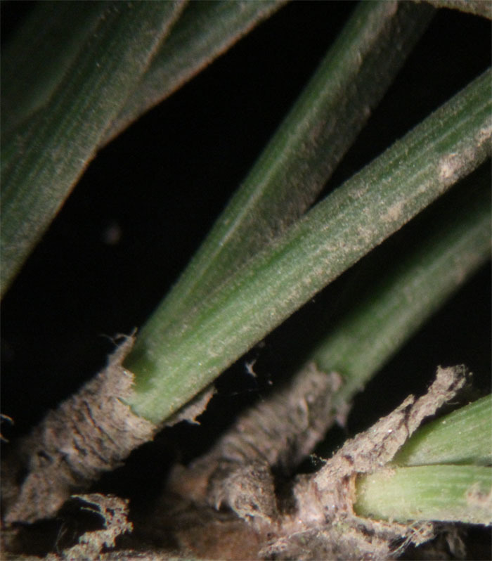 Image of Italian Stone Pine