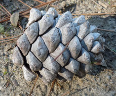 Image of Italian Stone Pine