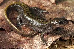 Image of long-toed salamander