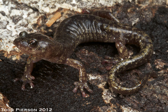 Image of Clouded Salamander