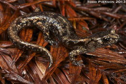 Image of Wandering Salamander