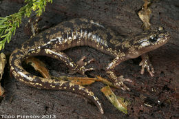 Image of Wandering Salamander