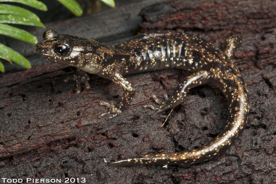 Image of Wandering Salamander