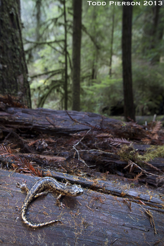 Image of Wandering Salamander