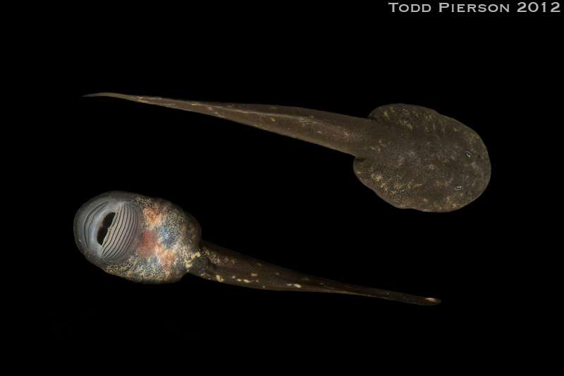 Image of Coastal Tailed Frog