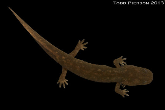 Image of Cope's Giant Salamander