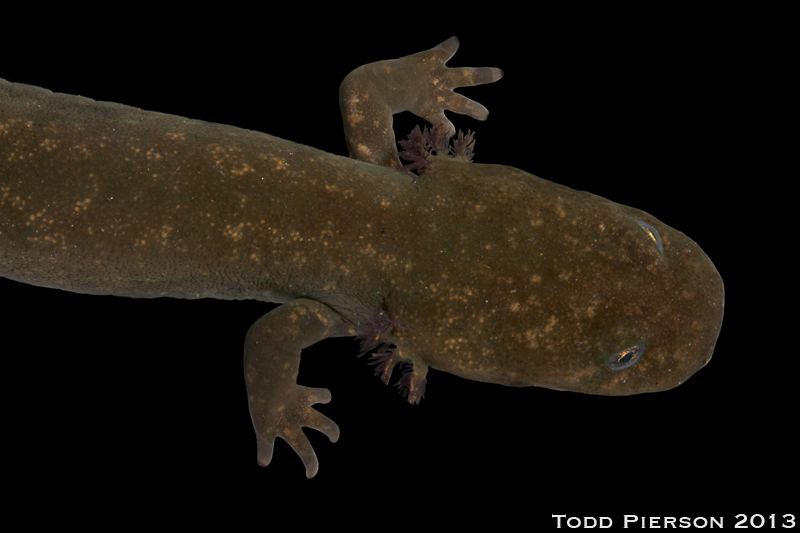 Image of Cope's Giant Salamander