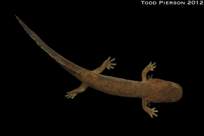 Image of Coastal Giant Salamander