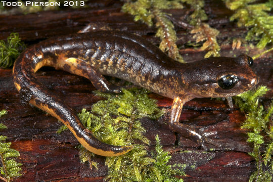 Image of <i>Ensatina eschscholtzii picta</i>