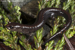 Слика од Plethodon elongatus Van Denburgh 1916