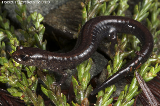 Plethodon elongatus Van Denburgh 1916的圖片