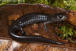 Слика од Plethodon elongatus Van Denburgh 1916