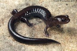 Слика од Plethodon elongatus Van Denburgh 1916