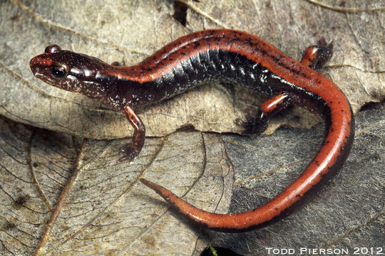 Image of Western Redback Salamander