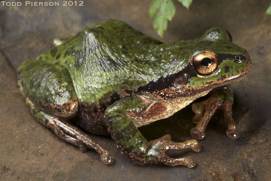 Imagem de Pseudacris regilla (Baird & Girard 1852)