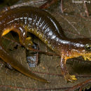 Image of Columbia Torrent Salamander