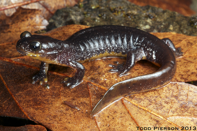 Image of Olympic Torrent Salamander