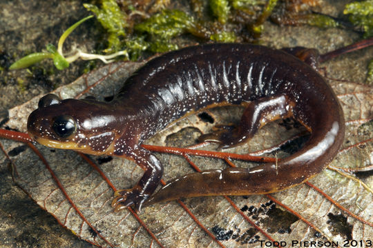 Image of Olympic Torrent Salamander