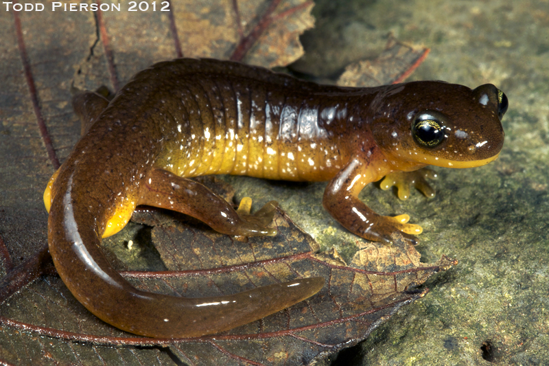 Слика од Rhyacotriton variegatus Stebbins & Lowe 1951