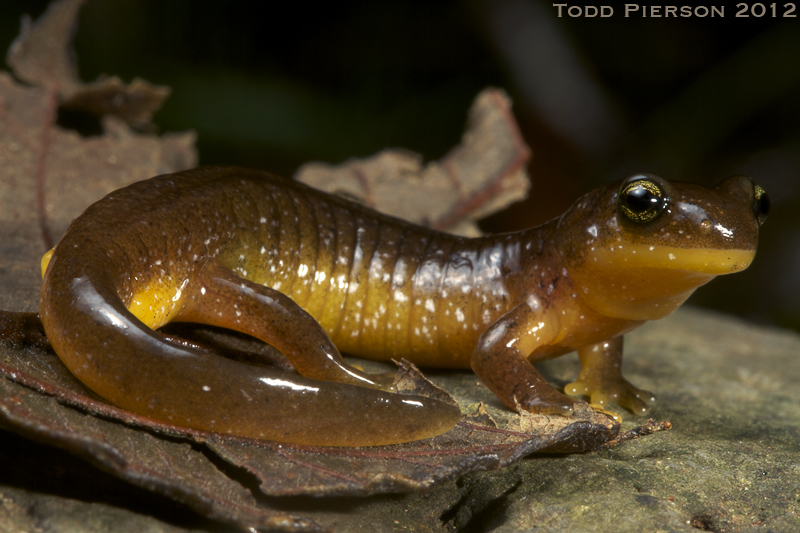 Слика од Rhyacotriton variegatus Stebbins & Lowe 1951