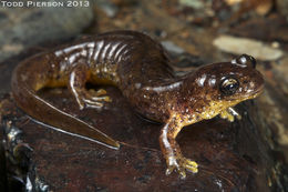 Image of Southern Torrent Salamander