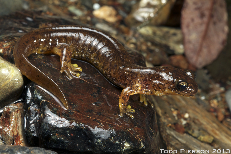 Слика од Rhyacotriton variegatus Stebbins & Lowe 1951