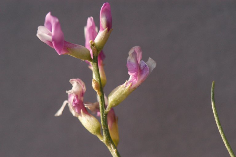 Image of Toano milkvetch